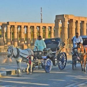 Tour The carriage Horse In Luxor