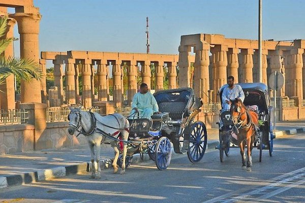 Tour The carriage Horse In Luxor