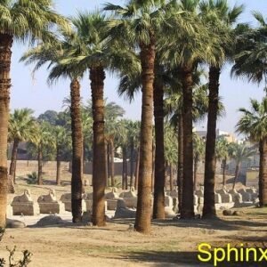 Trip 4 days 3 nights Luxor & Aswan